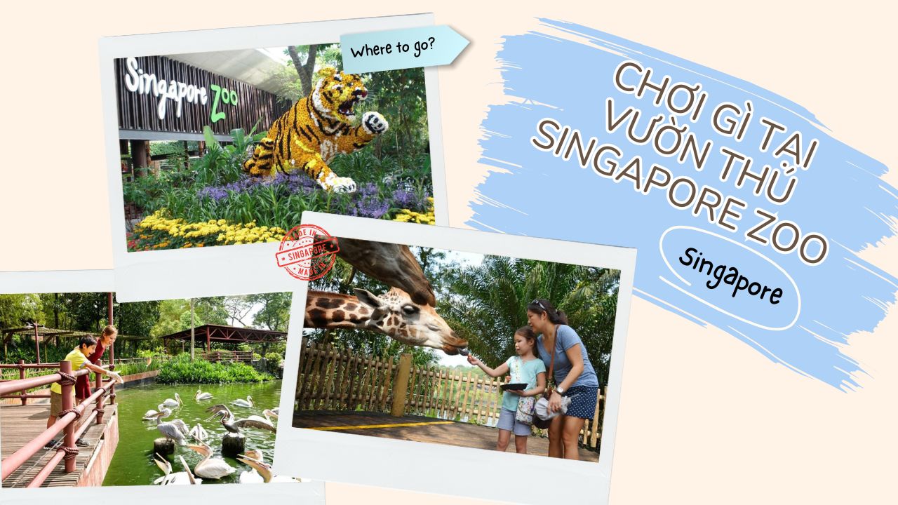 Chơi gì tại Vườn thú Singapore Zoo? 6 trải nghiệm không thể bỏ lỡ